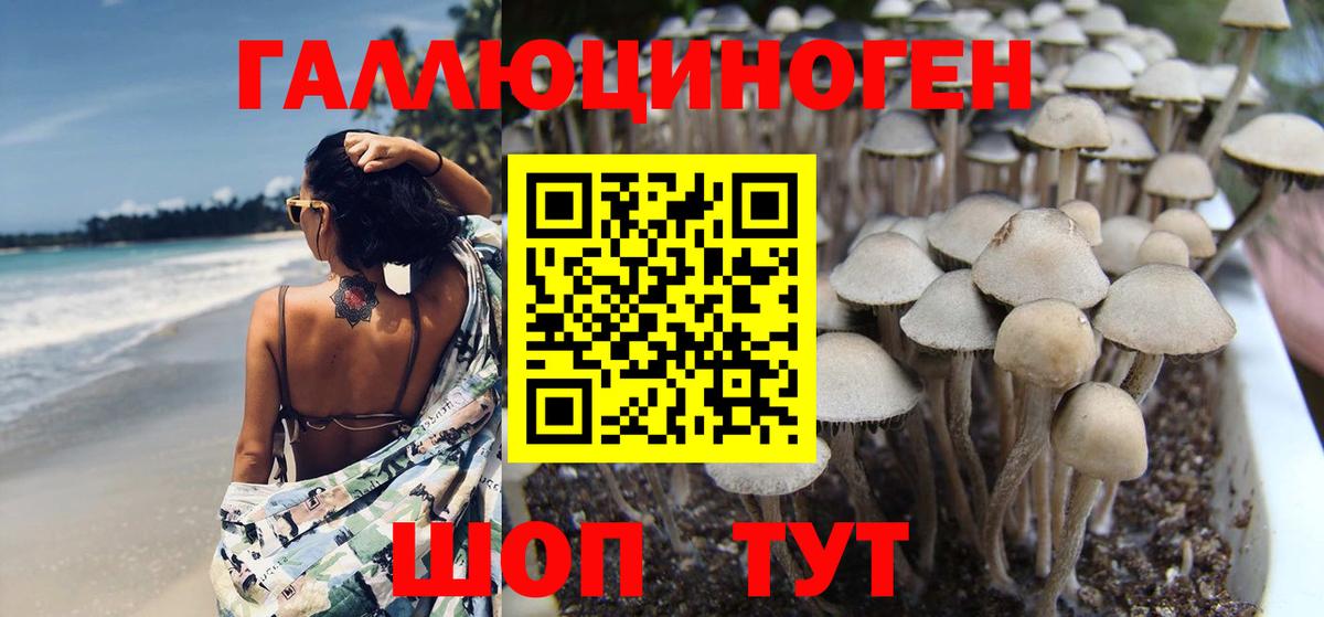 где купить   Псилоцибиновые грибы GOLDEN TEACHER  Вход с VPN  Семилуки 